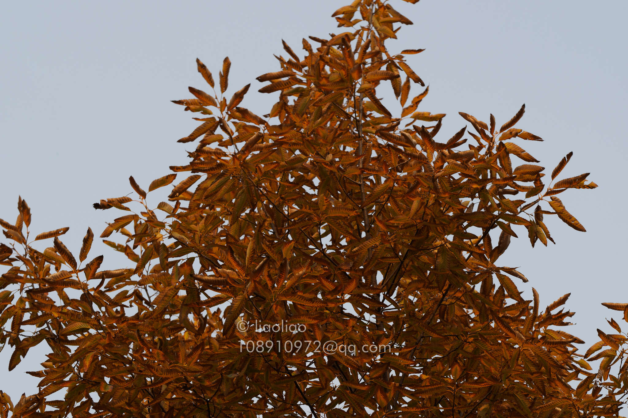 Image de Quercus acutissima Carruth.