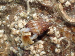 Image of angulate nassa