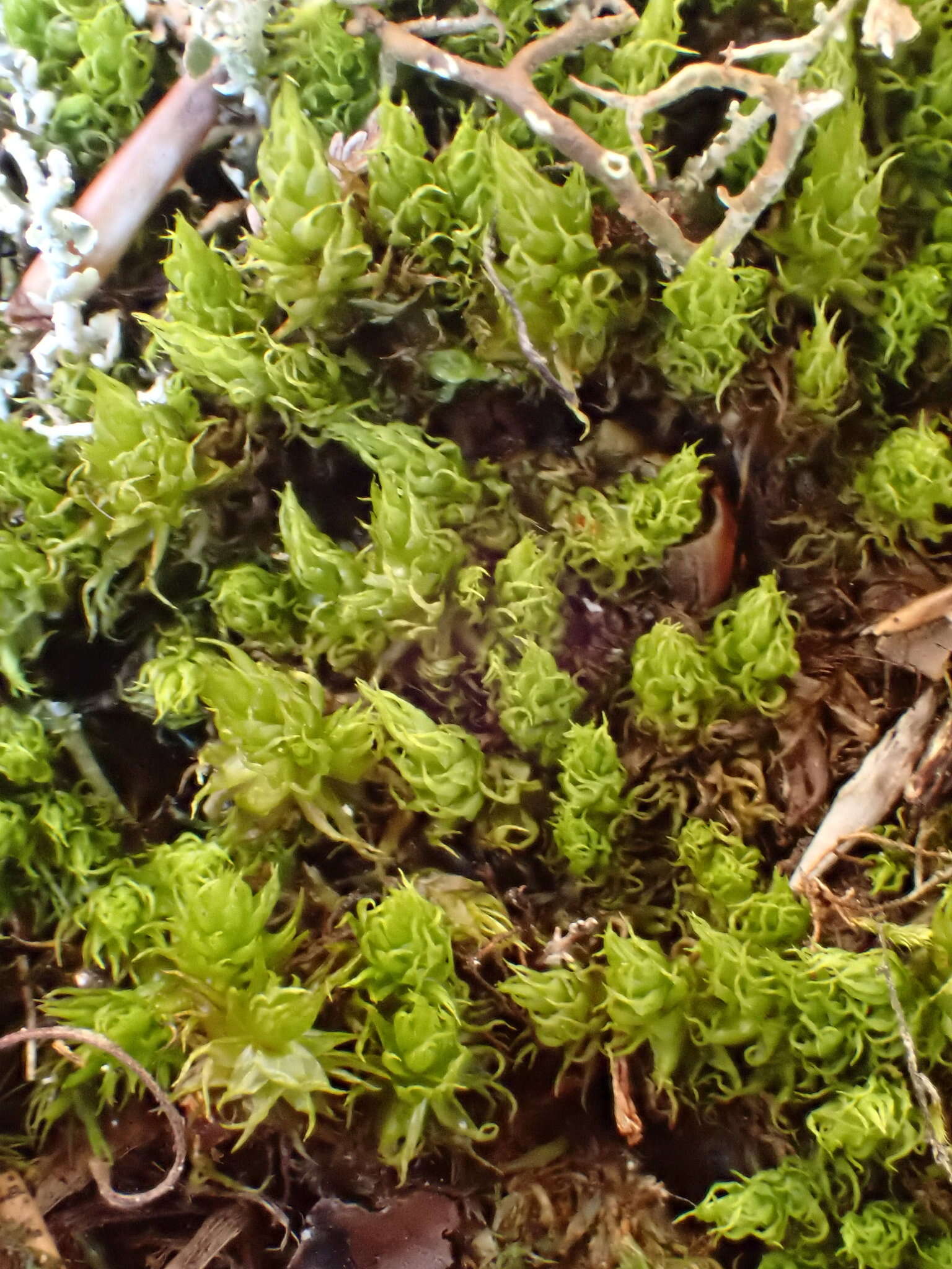 Image of dicranum moss