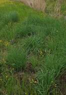 Image of prairie spiderwort