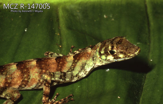 Image of <i>Anolis fasciatus</i> Boulenger 1885