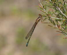 Image of Xanthagrion Selys 1876