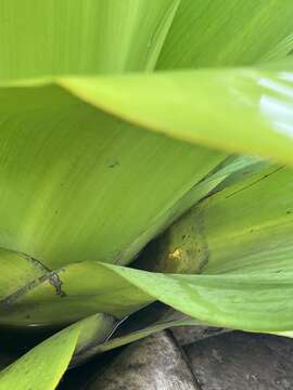 Image of Golden rocket frog