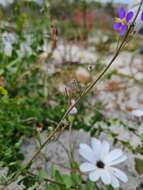 Image of Heliophila digitata L. fil.