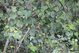 Image of Yellow-vented Bulbul