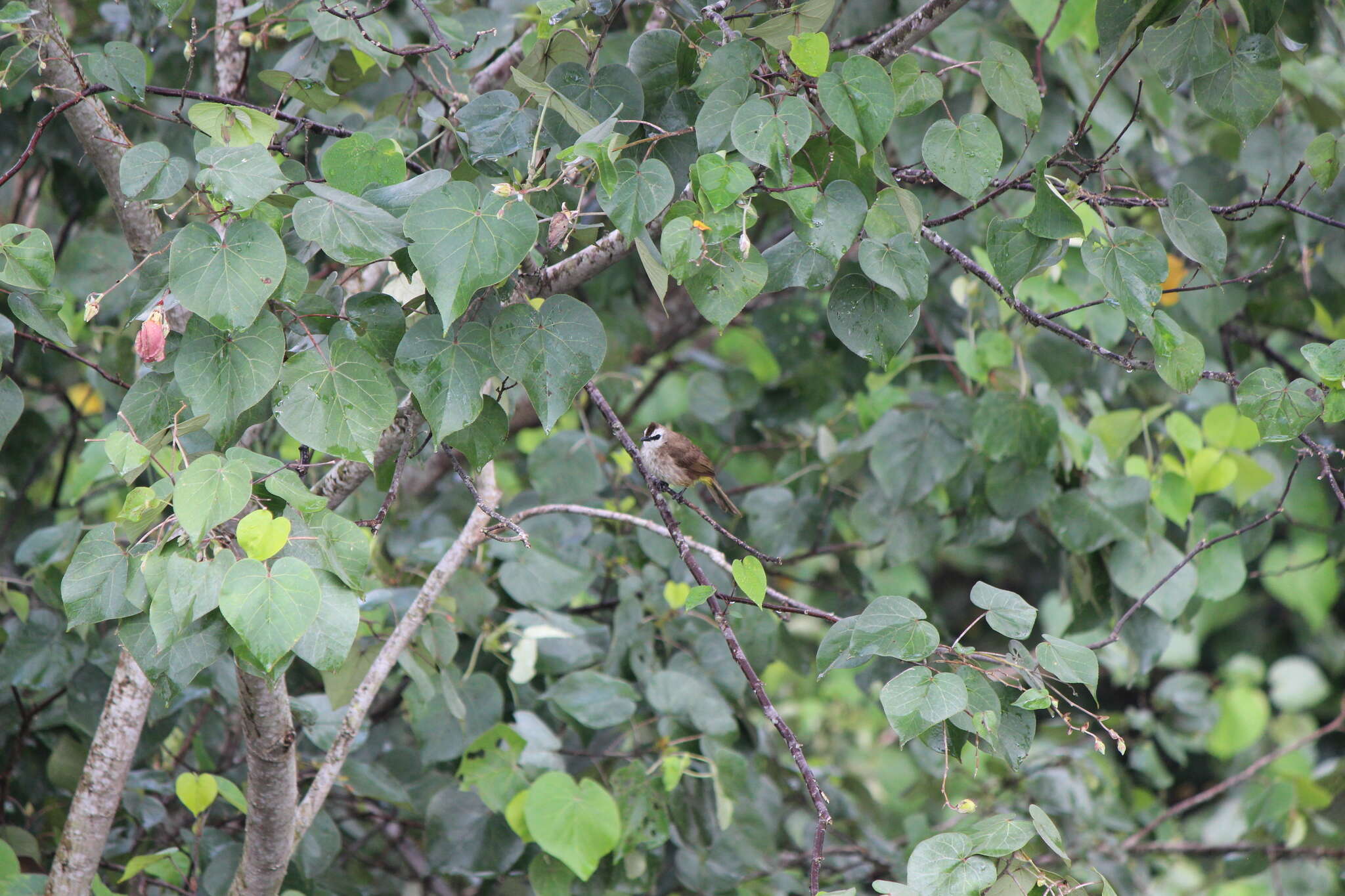 Image of Yellow-vented Bulbul