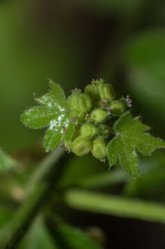 Image of Chiropetalum griseum Griseb.