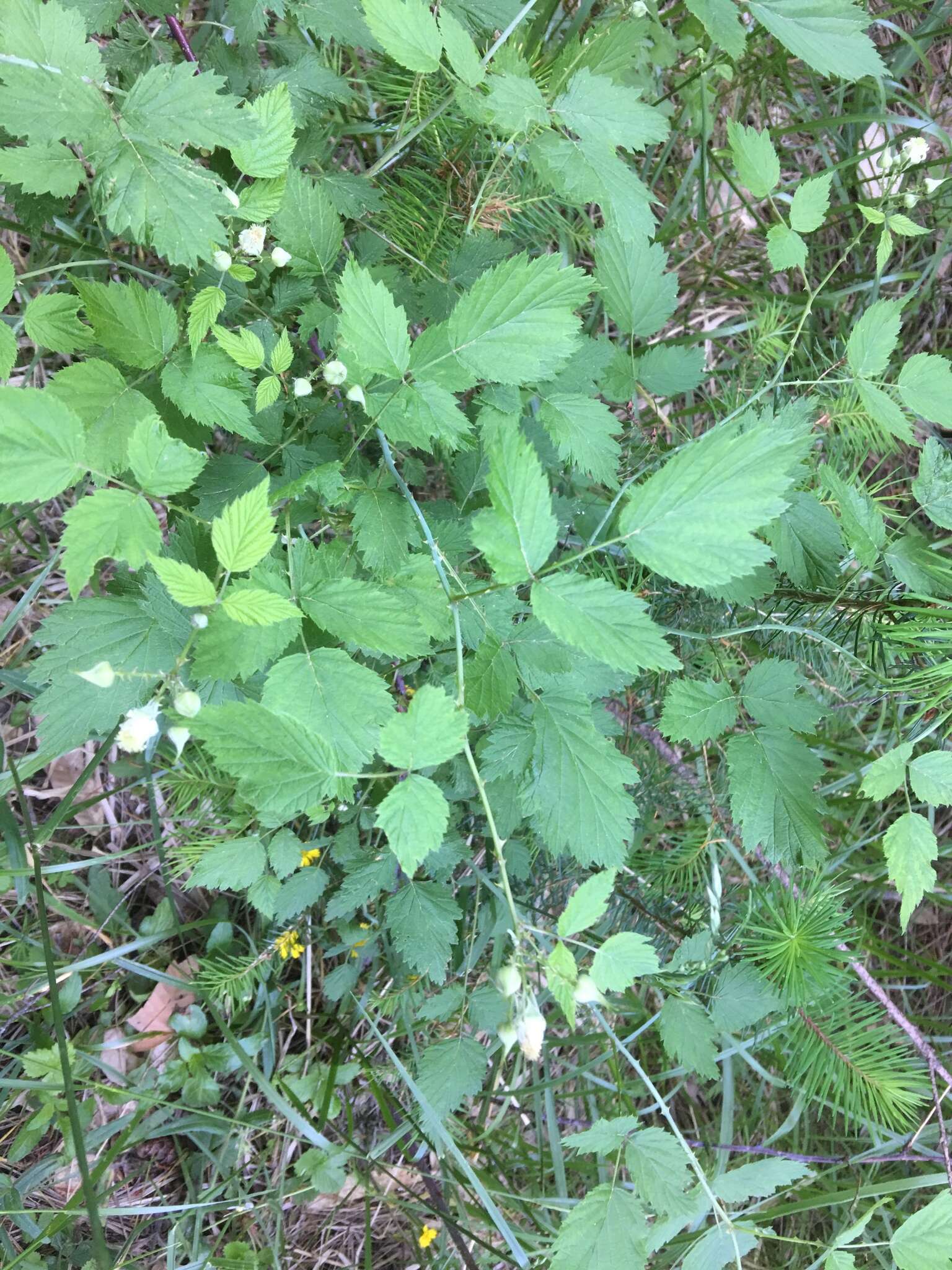 Image of White-Stem Raspberry