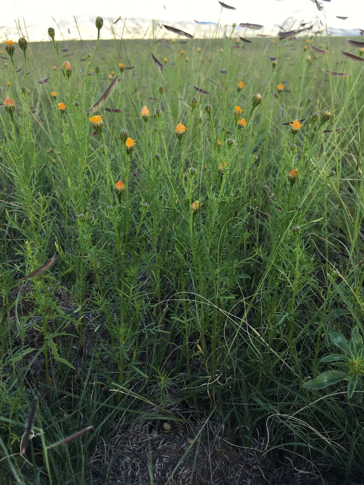 Image of Wright's dogweed