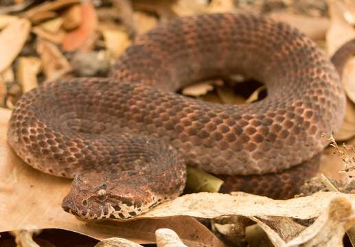 Image of Smooth-scaled Death Adder