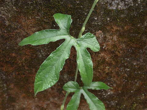 Image of Trichosanthes rosthornii Harms