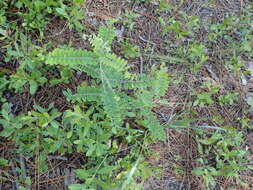 Image of Cluster-Spike Indigo-Bush