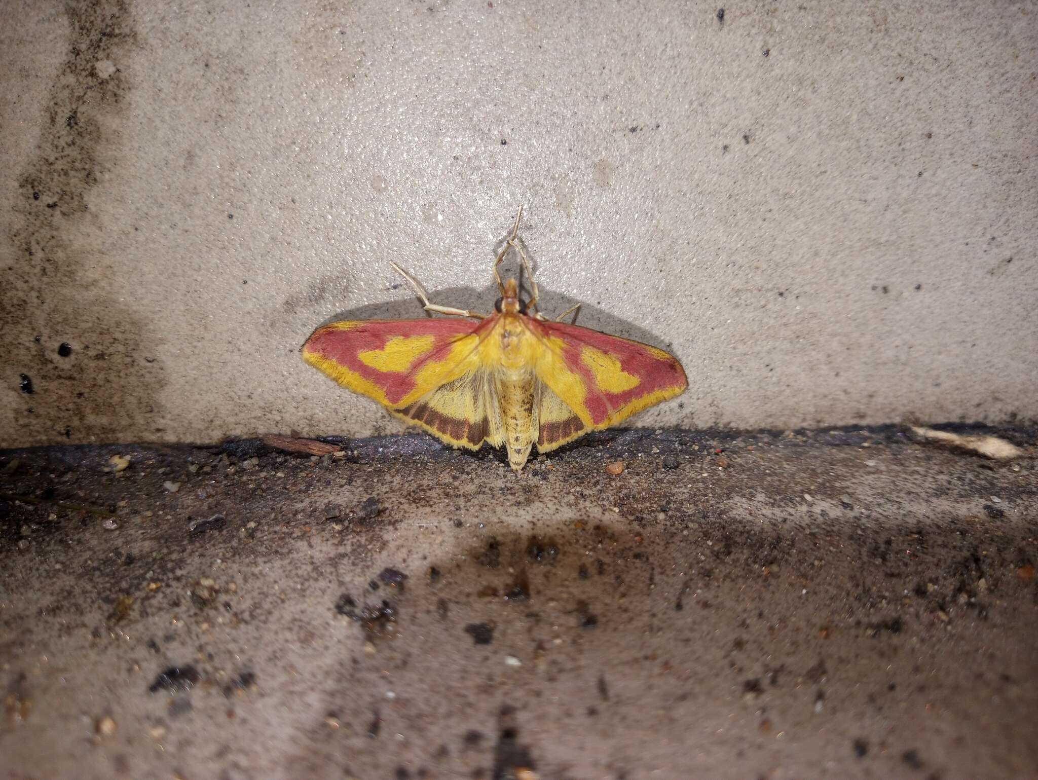 Ostrinia palustralis Hübner 1796 resmi