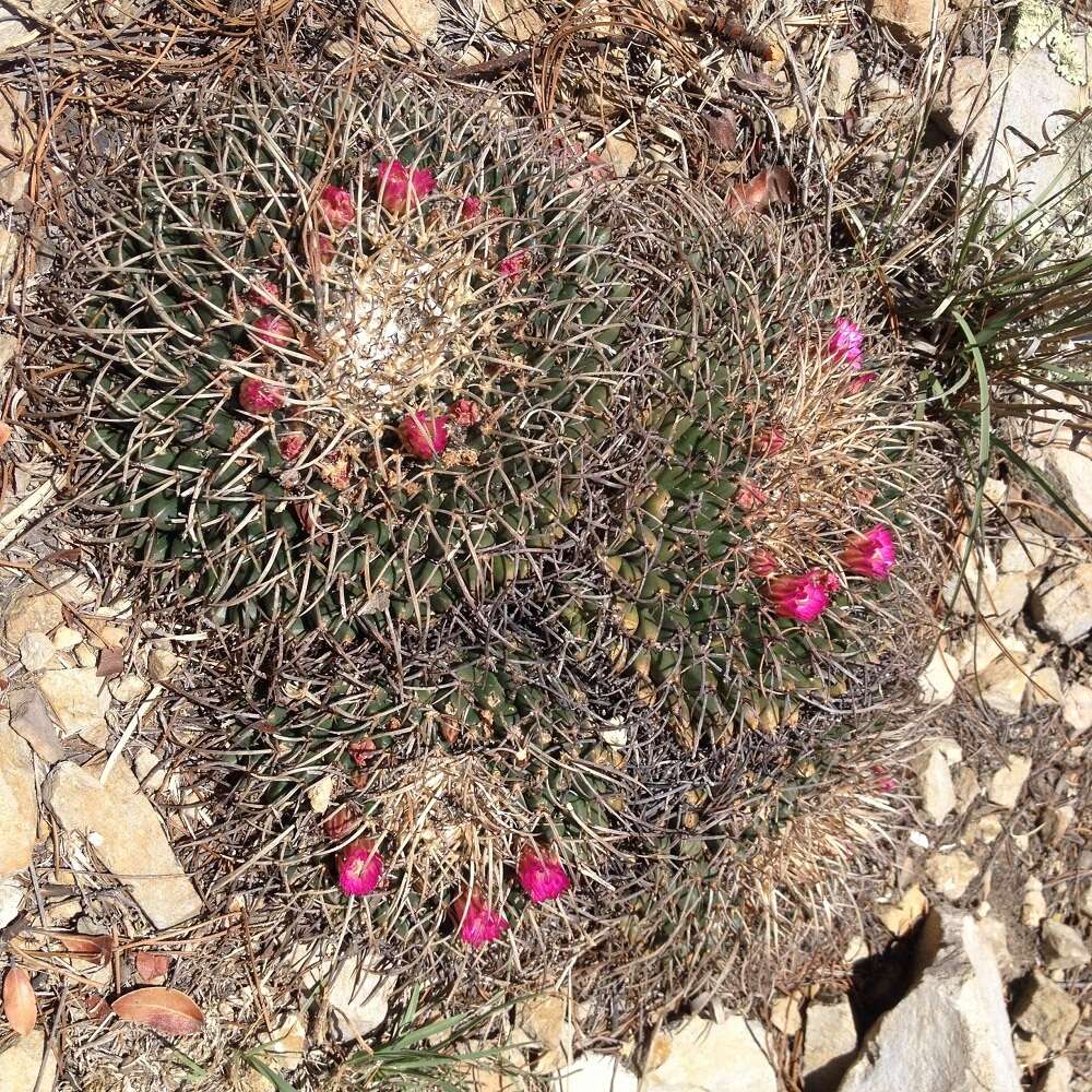 Plancia ëd Mammillaria magnimamma Haw.