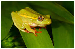 Image of Yellow-striped Reed Frog