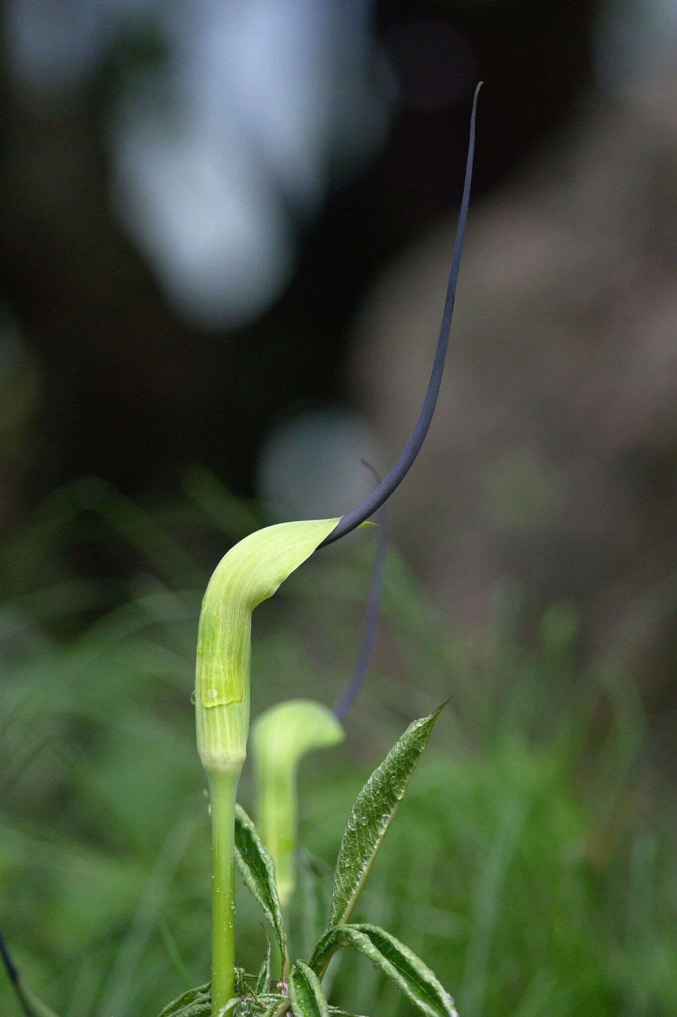 Image of arisaema