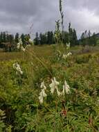 Image of Aconitum krylovii Steinb.