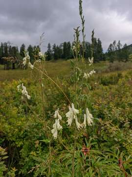 Image of Aconitum krylovii Steinb.