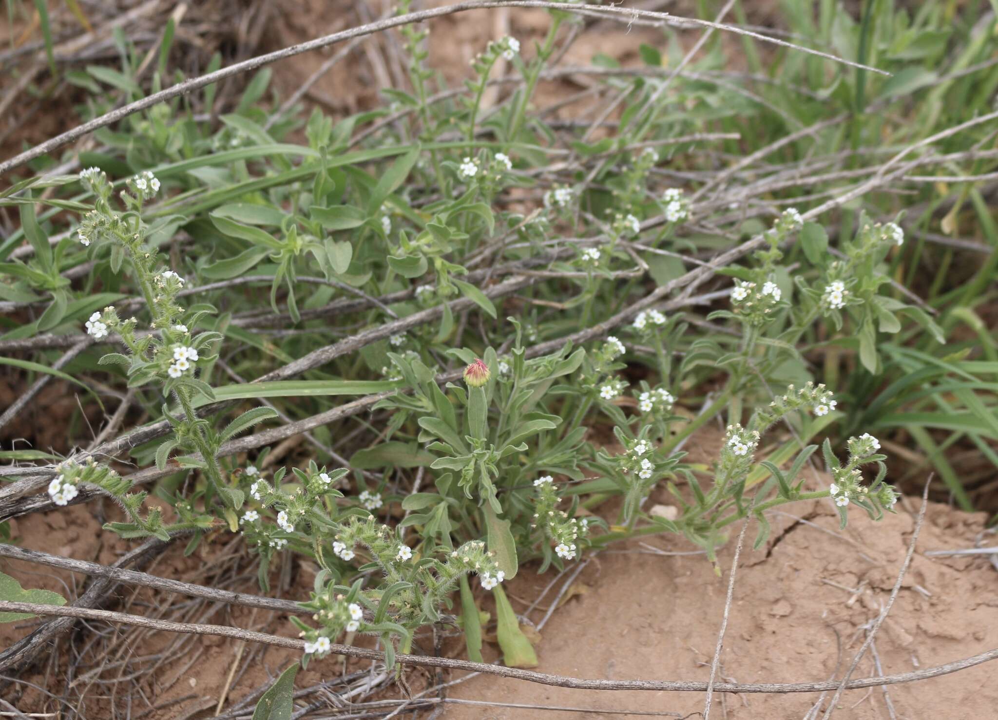 Plancia ëd Cryptantha crassisepala var. crassisepala