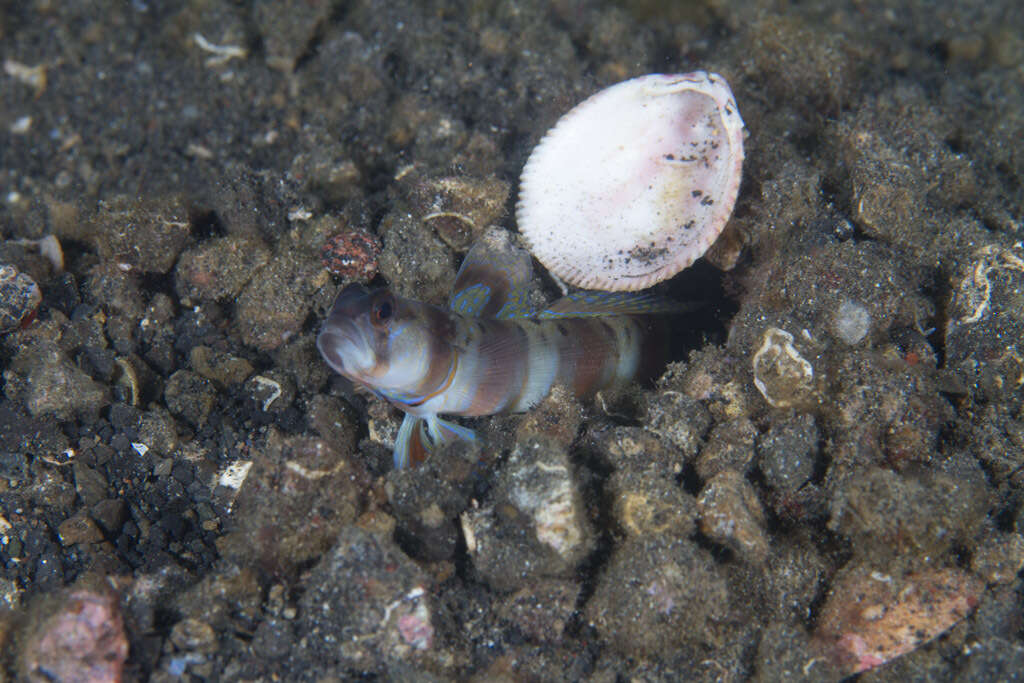 Image of Arcfin shrimpgoby