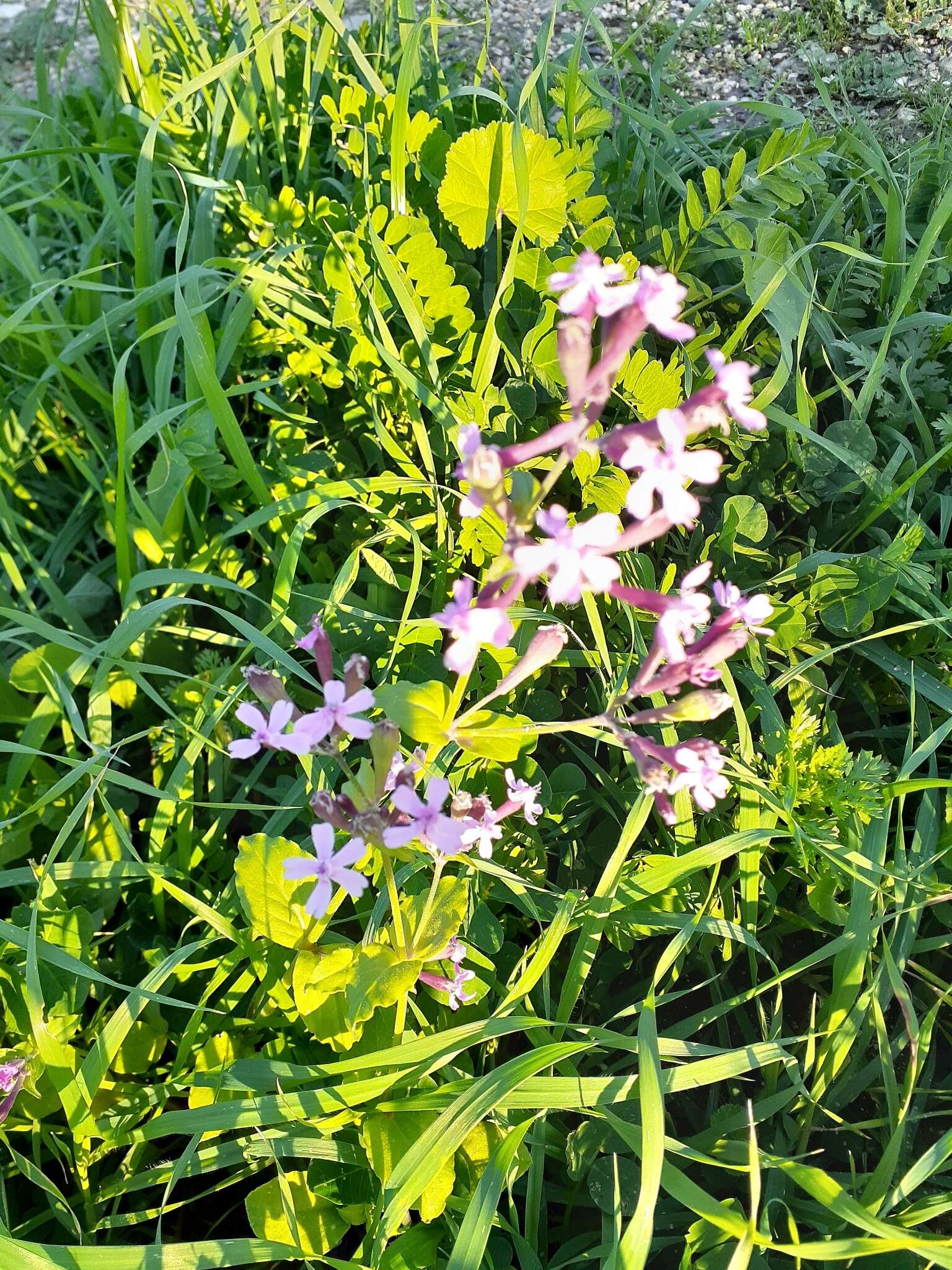 Silene aegyptiaca (L.) L. fil.的圖片