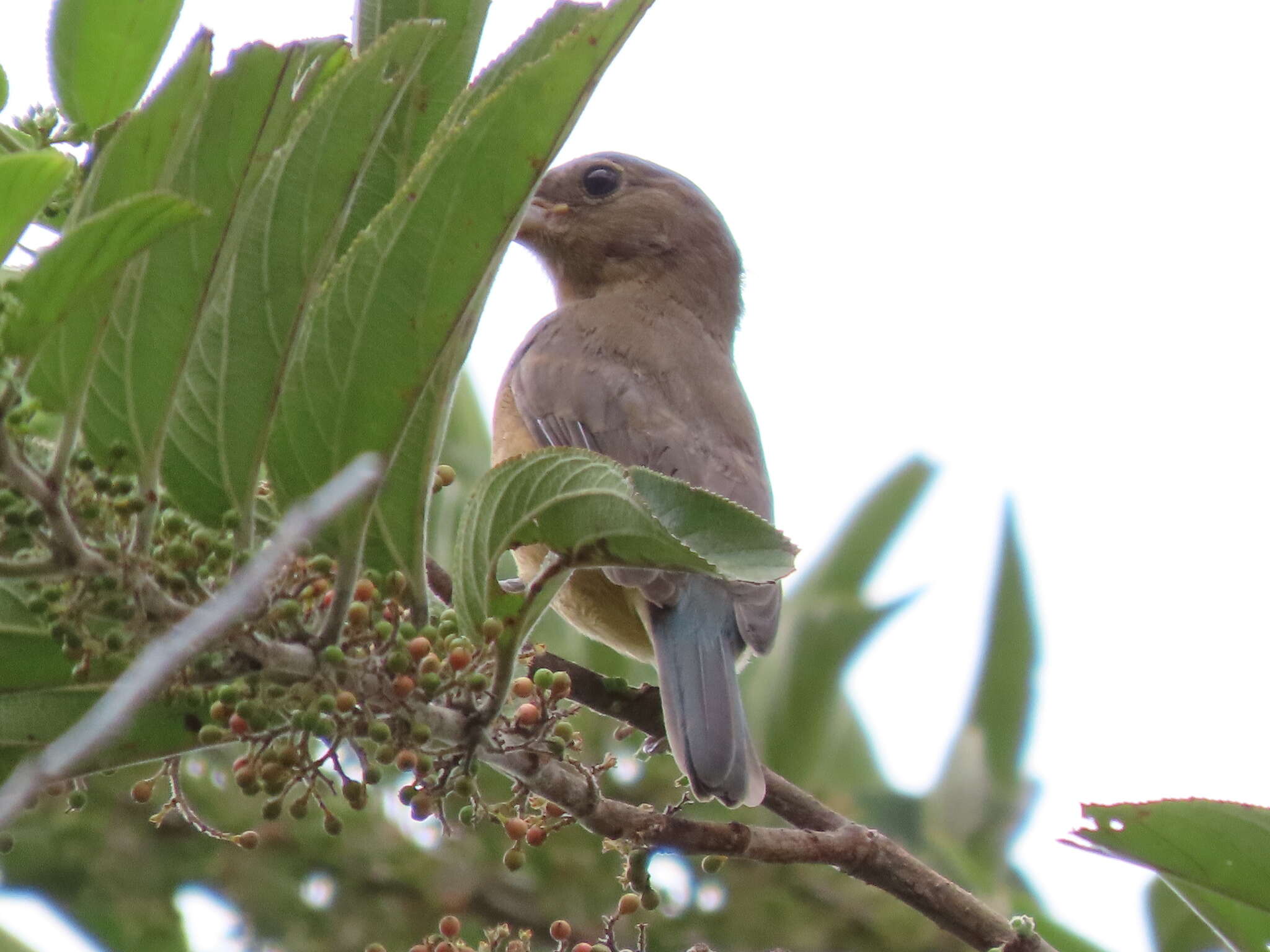 Image of Rose-bellied Bunting