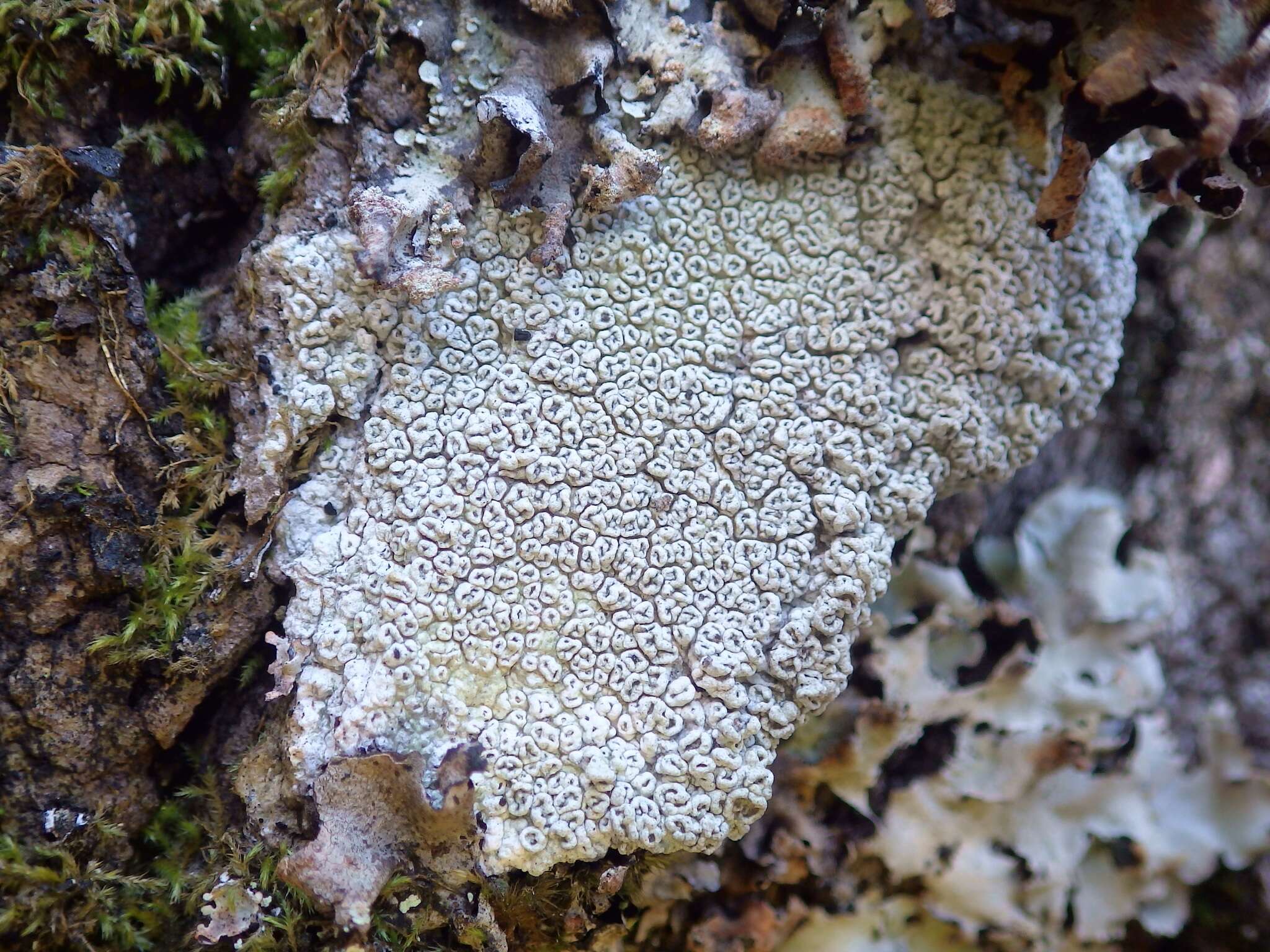 Image of pore lichen