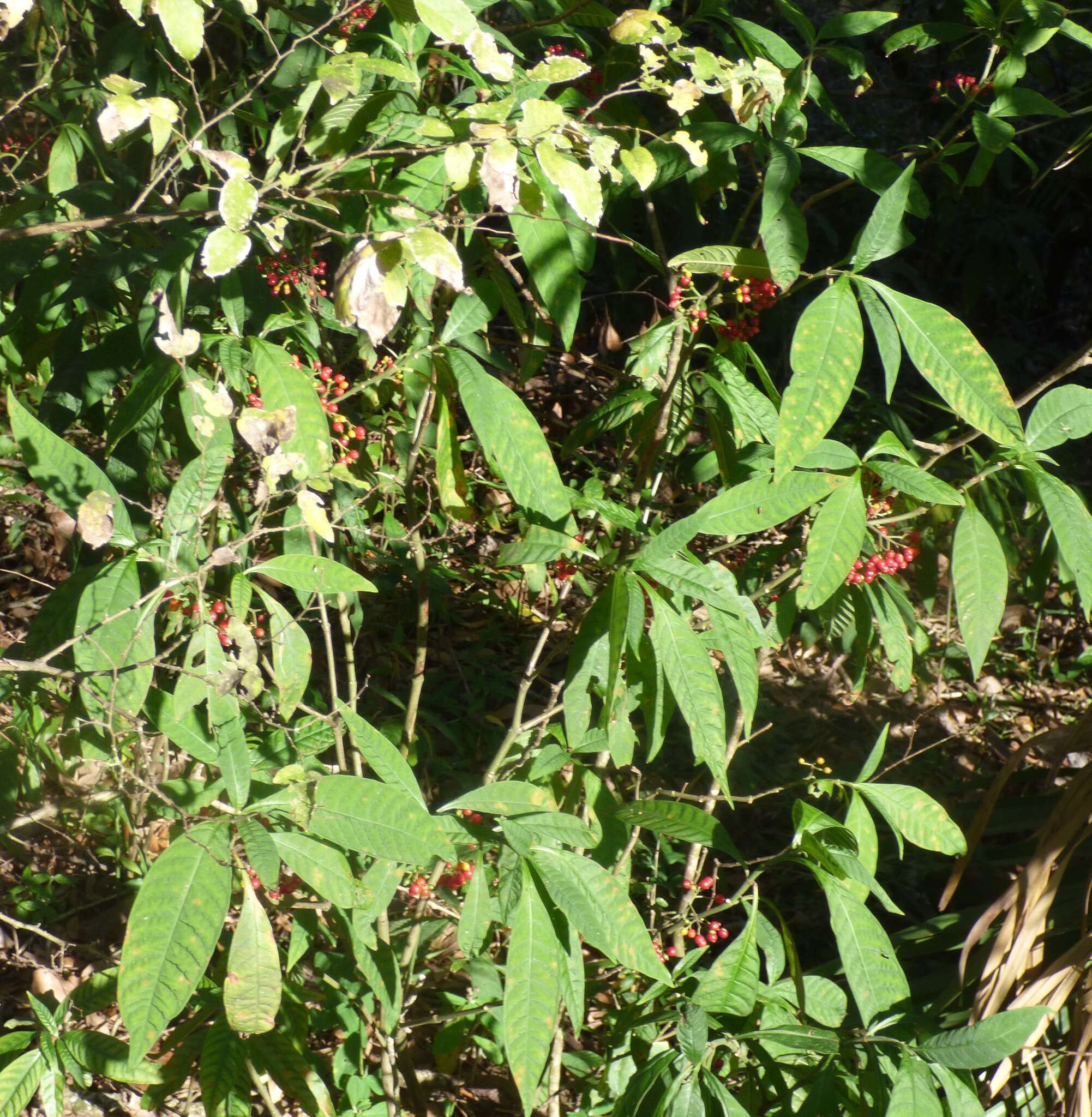 Image of shortleaf wild coffee