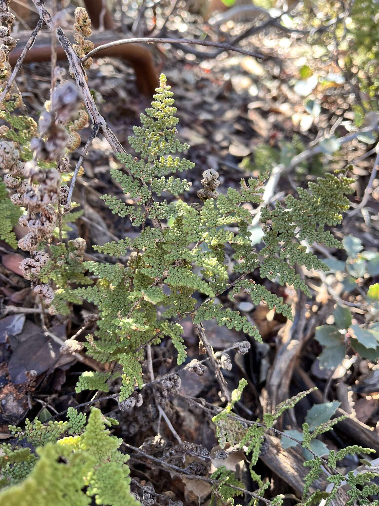 Image de Myriopteris yavapensis (T. Reeves ex Windham) Grusz & Windham