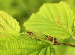 Imagem de Nemophora degeerella Linnaeus 1758