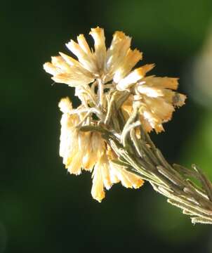 Imagem de Helichrysum hamulosum DC.