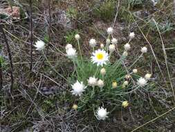 Слика од Leucochrysum albicans subsp. tricolor (DC.) N. G. Walsh