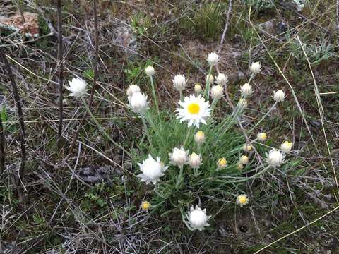 Image of Leucochrysum albicans subsp. tricolor (DC.) N. G. Walsh