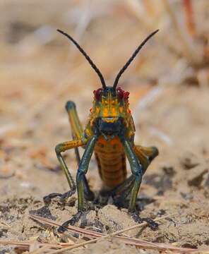 Image of Rainbow Milkweed Locust