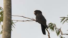 Image of Calyptorhynchus banksii banksii (Latham 1790)