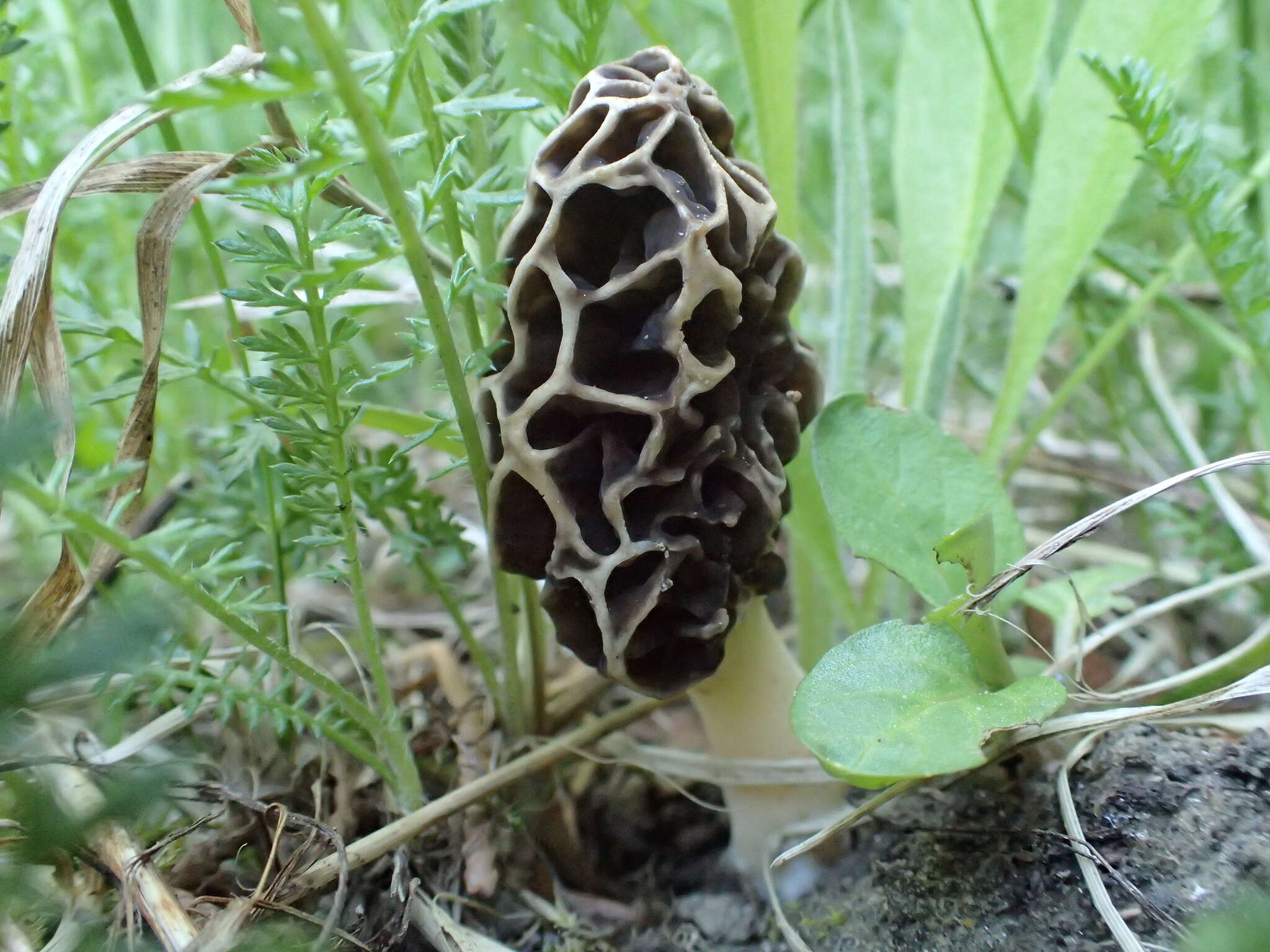 Image of Morchella prava Dewsbury, Moncalvo, J. D. Moore & M. Kuo 2012