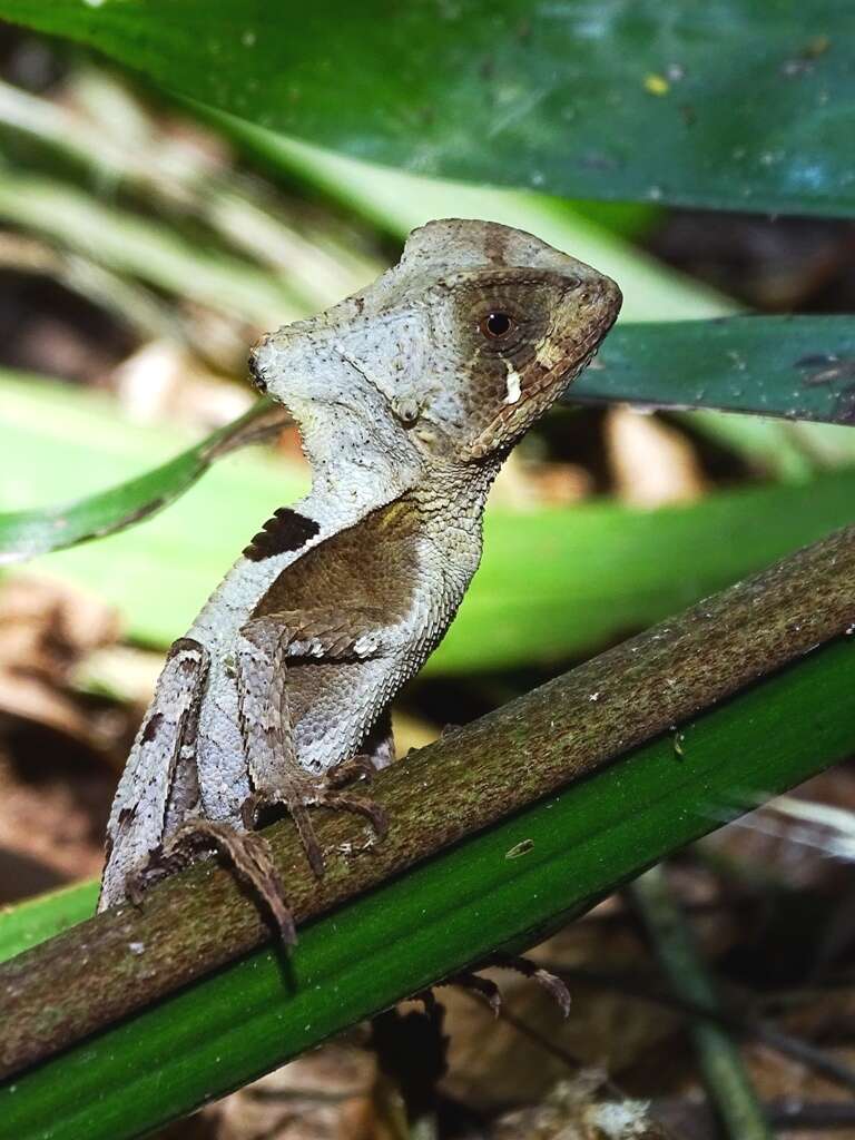 Image of Hernandez's helmeted iguana