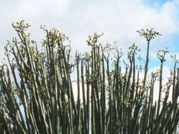 Image of Euphorbia dregeana E. Mey. ex Boiss.