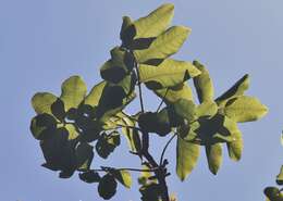 Imagem de Zanthoxylum flavum Vahl