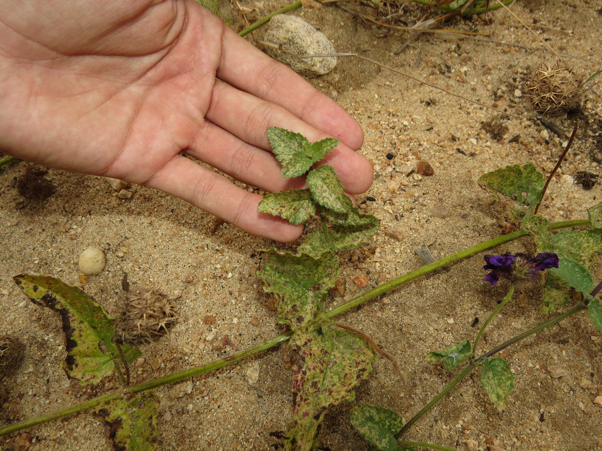 Image de Rhaphiodon