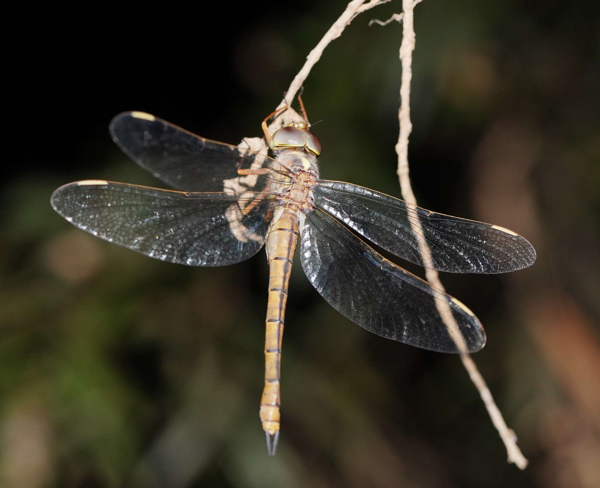 Imagem de Apocordulia macrops Watson 1980