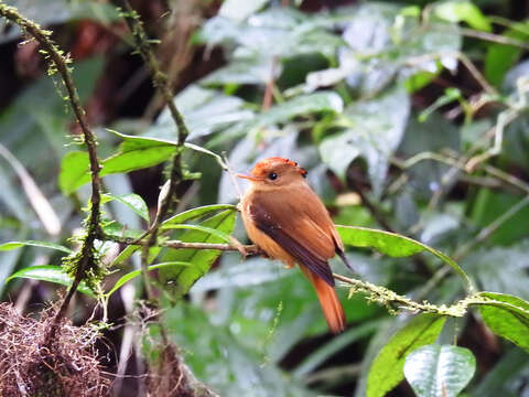 <i>Onychorhynchus coronatus swainsoni</i>的圖片