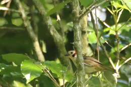 Image of Prevost's Ground Sparrow