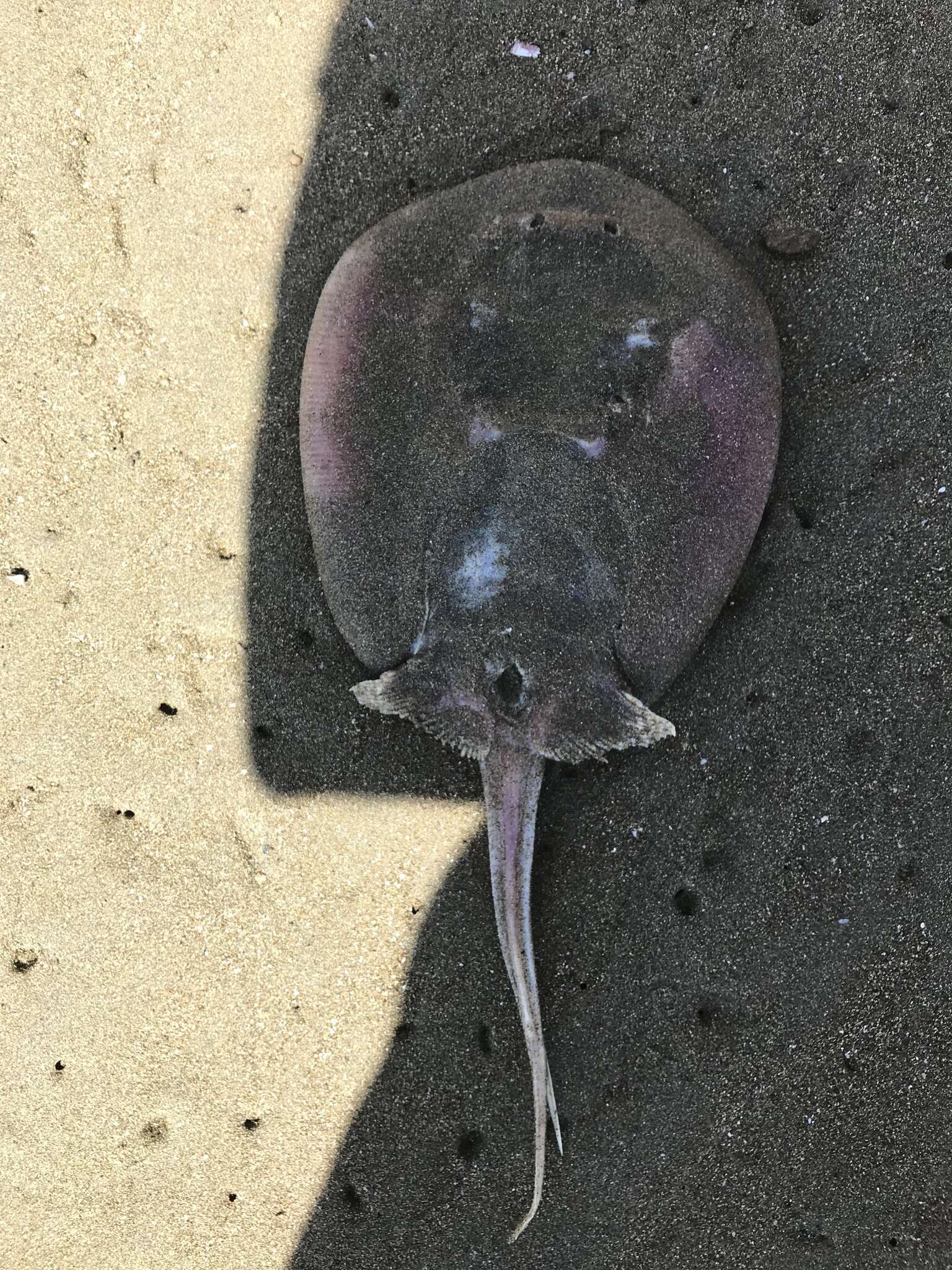 Image of Lined round stingray