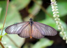 Image of Acraea lycoa Godart 1819