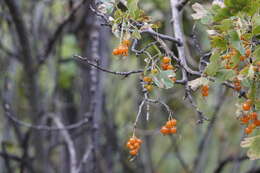 Image of Ribes aureum var. aureum