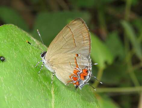 Image de Calycopis cinniana