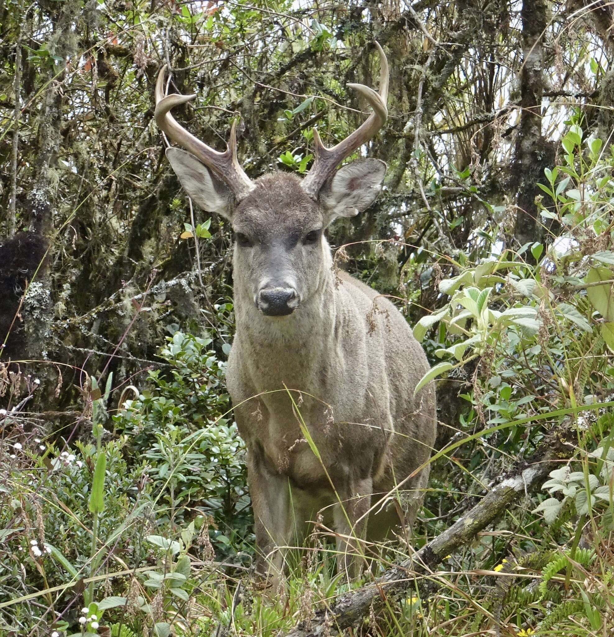 Image de Odocoileus virginianus goudotii (Gay & Gervais 1846)