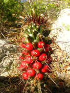 Imagem de Mammillaria poselgeri Hildm.