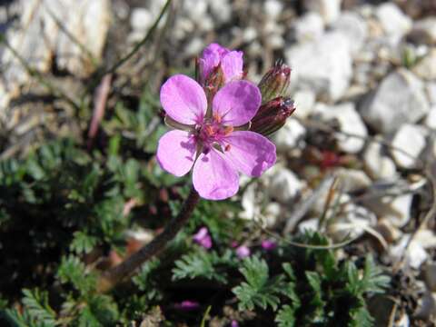 Sivun Erodium acaule (L.) Becherer & Thell. kuva